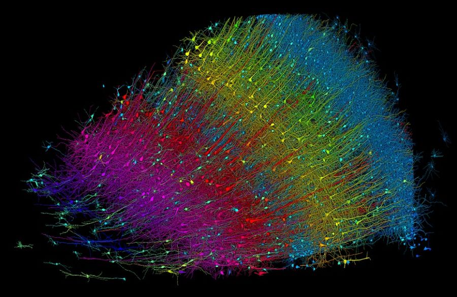 Ερευνητές δημιούργησαν τη μεγαλύτερη τρισδιάστατη ανακατασκευή τμήματος εγκεφάλου
