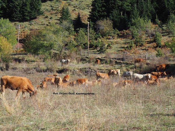 Σπ. Κουτσοχρήστος: Του Αγίου Δημητρίου, ημέρα σταθμός για τους μετακινούμενους κτηνοτρόφους