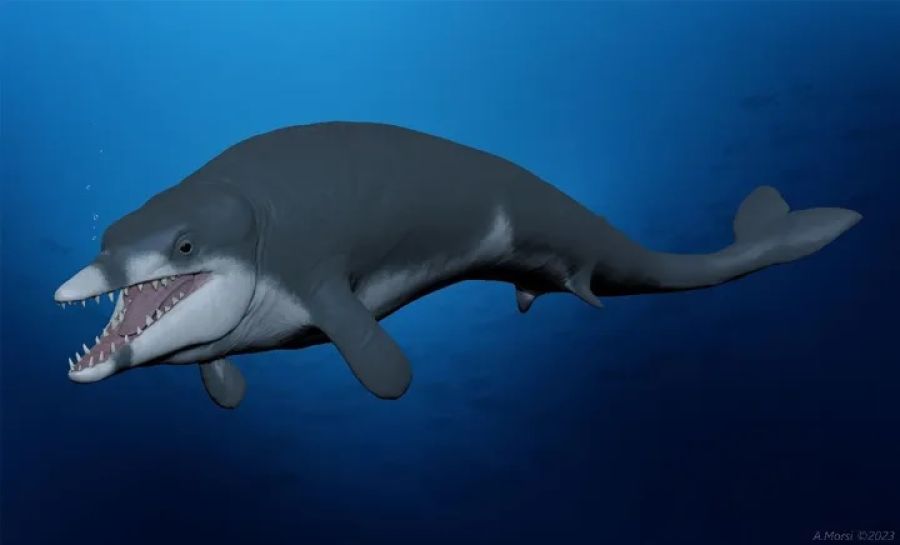 Αίγυπτος: Ανακαλύφθηκαν απολιθωμένα οστά φάλαινας που χρονολογούνται πριν από 41 εκατομμύρια χρόνια