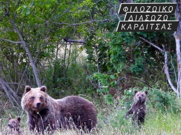 Αρκούδα με αρκουδάκια εθεάθησαν στη μικρή λίμνη σύμφωνα με το Φιλοζωικό Σωματείο "Διασώζω Καρδίτσας"