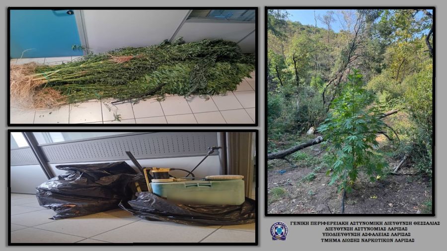 Φυτεία κάνναβης εντοπίστηκε από την αστυνομία σε ορεινή περιοχή του Δήμου Ελασσόνας