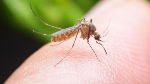 Ε.Ο.Δ.Υ.: Στο Δήμο Λαρισαίων το πρώτο περιστατικό λοίμωξης από τον ιό του Δυτικού Νείλου για το 2024