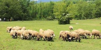 Υποδιεύθυνση Κτηνιατρικής Π.Ε. Καρδίτσας: Χωρίς ευρήματα οι μέχρι τώρα έλεγχοι και στη ζώνη επιτήρησης