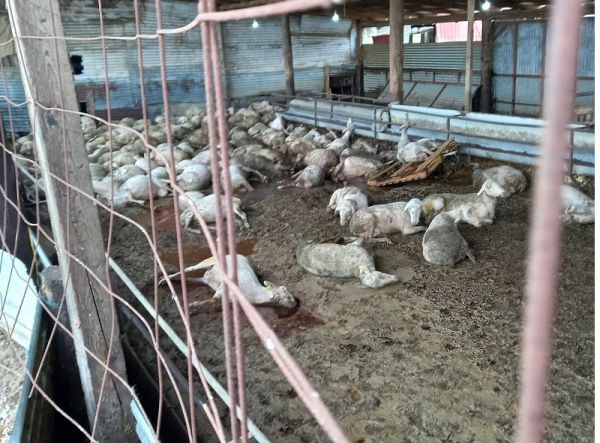 Κακοκαιρία Daniel: Νεκρά χιλιάδες ζώα εντός της Π.Ε. Καρδίτσας - Ξεκινά η περισυλλογή με 9 φορτηγά του «KAFSIS»