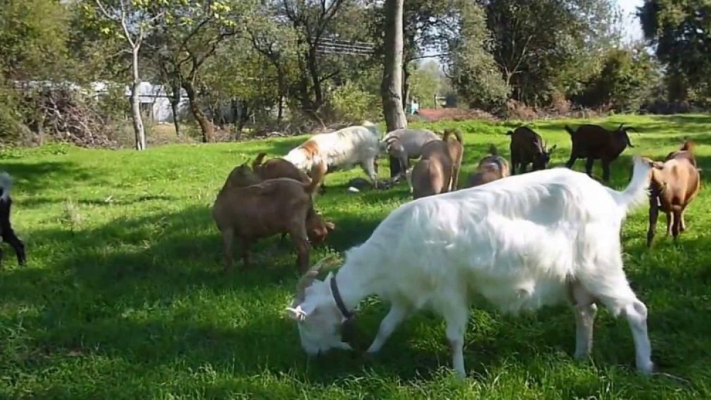 Δ.Α.Ο.Κ. Καρδίτσας: "Παράταση στην αδειοδότηση κτηνοτροφικών εγκαταστάσεων"