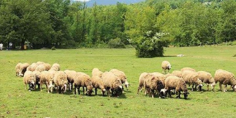 Σε κατάσταση Ειδικής Κινητοποίησης Πολιτικής Προστασίας κηρύχθηκαν λόγω της ευλογιάς των αιγοπροβάτων οι Π.Ε. Καρδίτσας και Τρικάλων