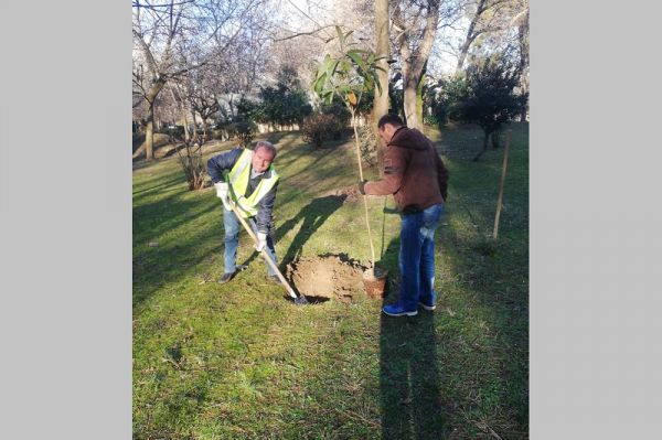 Ξεκίνησαν οι δενδροφυτεύσεις σε Παυσίλυπο και Κεντρική Πλατεία