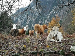 Δήμος Καρδίτσας: Πλήρης στασιμότητα στο θέμα των ανεπιτήρητων παραγωγικών ζώων