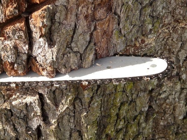 Δασεργάτης καταπλακώθηκε από δέντρο στη Β. Εύβοια
