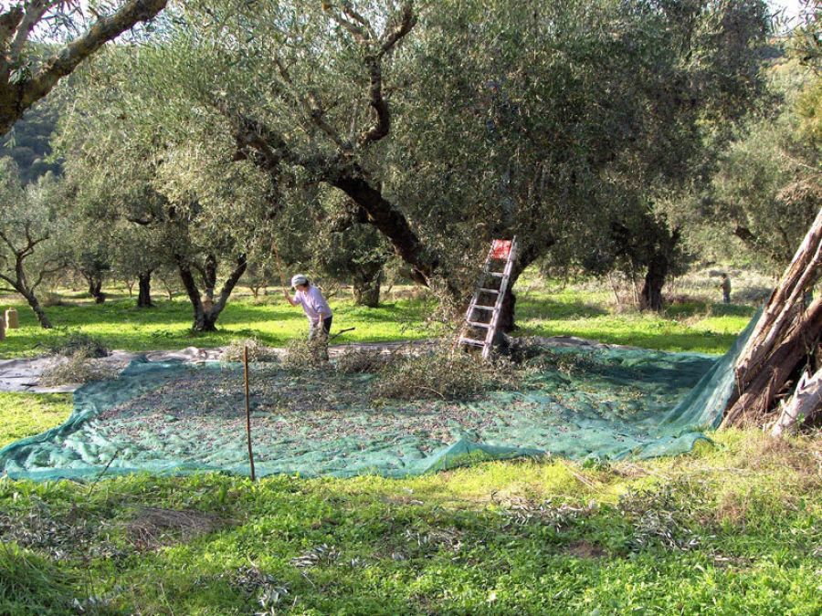 Δολωματικός ψεκασμός για τον δάκο της ελιάς στον Δήμο Αγιάς