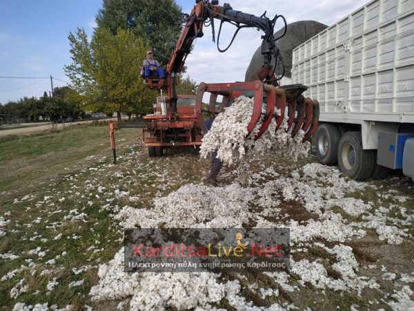 Δυσάρεστα τα μηνύματα για το Καρδιτσιώτικο βαμβάκι λόγω «Ιανού» - Η πορεία της πανδημίας κρίνει τις αποφάσεις για δυναμικές αγροτικές κινητοποιήσεις!!!