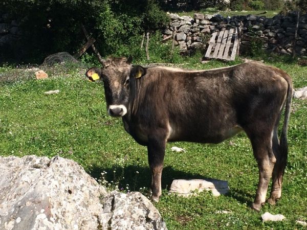 Ένωση Εκτροφέων Ελληνικής Βραχυκερατικής Φυλής Βοοειδών: &quot;Πληρωμές Κοροϊδία&quot;