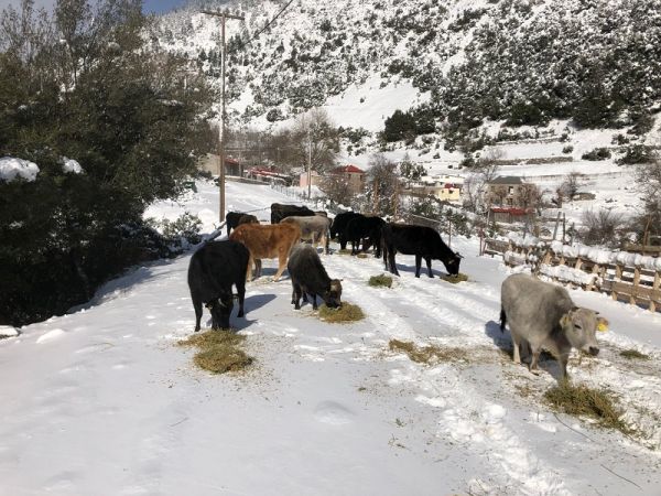 Επιστολή - παρέμβαση της Ένωσης Εκτροφέων Ελληνικής Βραχυκερατικής Φυλής Βοοειδών στο Υπ.Α.Α.Τ.