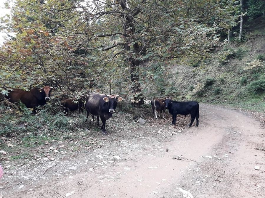 Νομικά κατά ιδιοκτητών ανεπιτήρητων ζώων θα κινηθεί ο Δήμος Αργιθέας