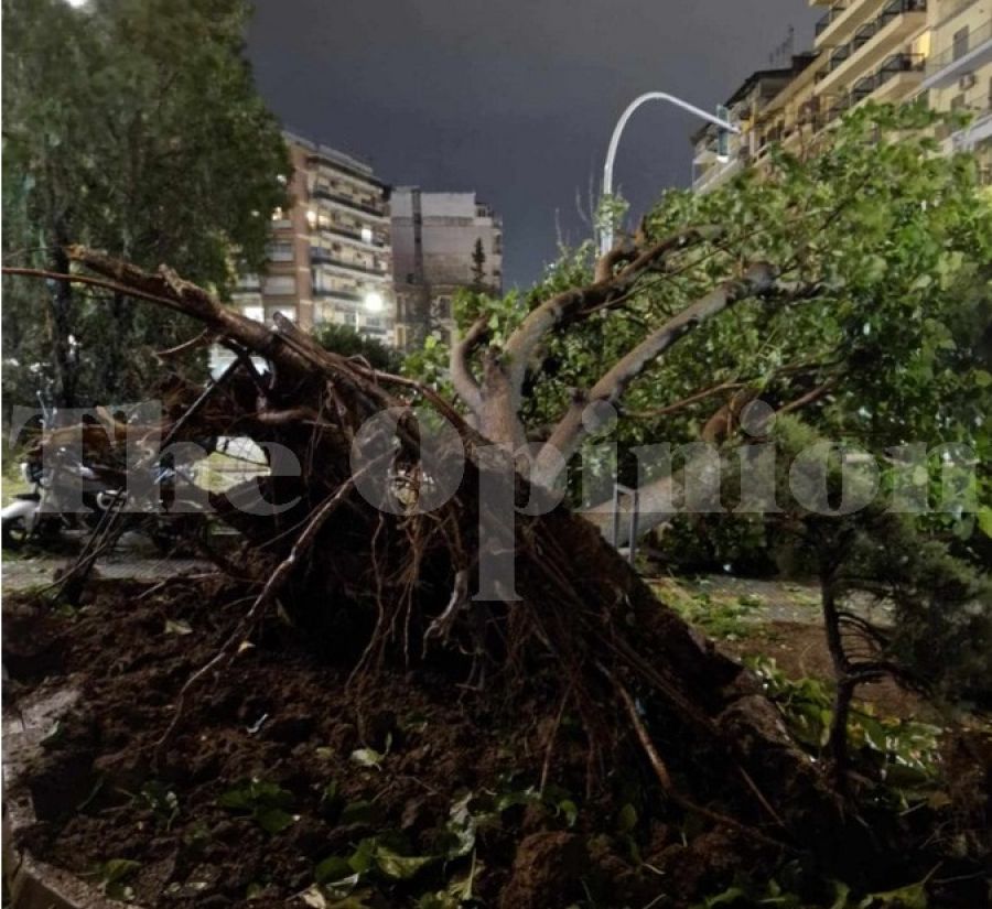 Θεσσαλονίκη: Πολλές πτώσεις δέντρων μέσα στην πόλη - Χείμαρροι από τις καταιγίδες στη Χαλκιδική