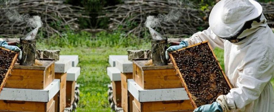 1.200 κυψέλες σε μελισσοκόμους, που επλήγησαν από τα καιρικά φαινόμενα, θα δώσει δωρεάν η Βουλή