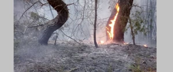 Ξυλόκαστρο: Χωρίς ενεργό μέτωπο η πυρκαγιά - Εκατοντάδες πυροσβέστες και εθελοντές ενεργούν σε διάσπαρτες εστίες