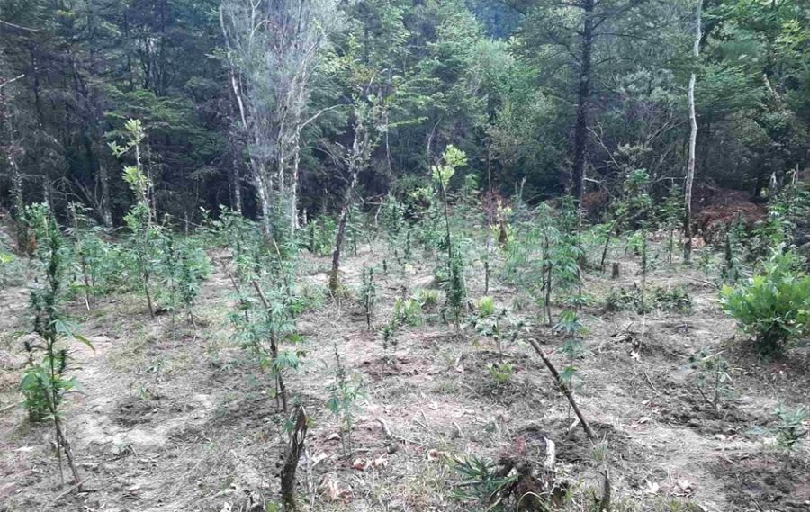 Οργανωμένη φυτεία δενδρυλλίων κάνναβης εντοπίστηκε σε δασώδη έκταση σε περιοχή του Δήμου Μετεώρων