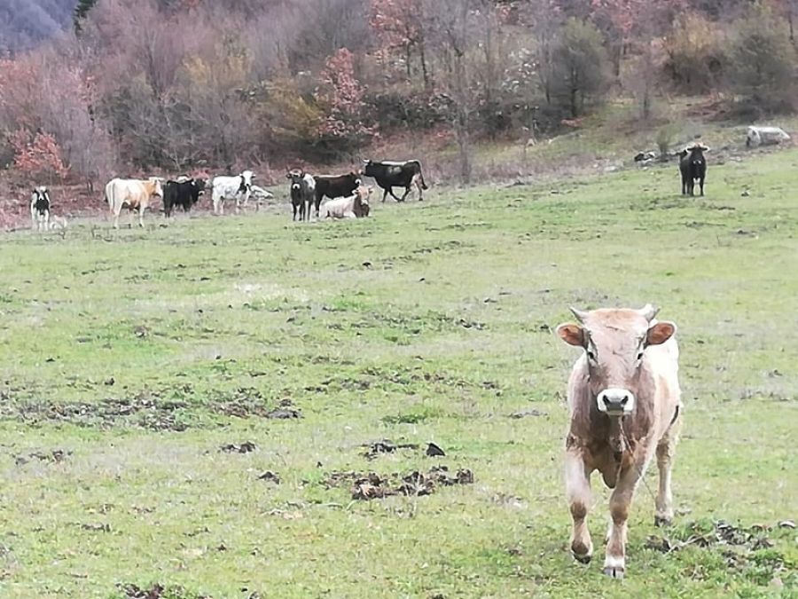 Ανεπιτήρητα και αδέσποτα «παρήλασαν» στο Δημοτικό Συμβούλιο Καρδίτσας για άλλη μια φορά...