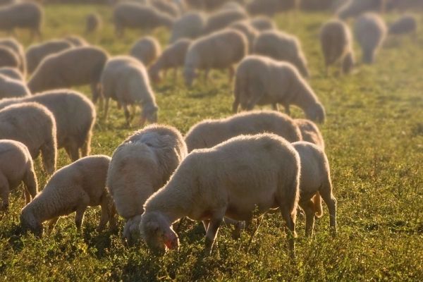 Πανώλη μικρών μηρυκαστικών: Περαιτέρω ελαφρύνσεις στα μέτρα για μετακινήσεις ζώντων ζώων ανακοίνωσε το Υπ.Α.Α.Τ.