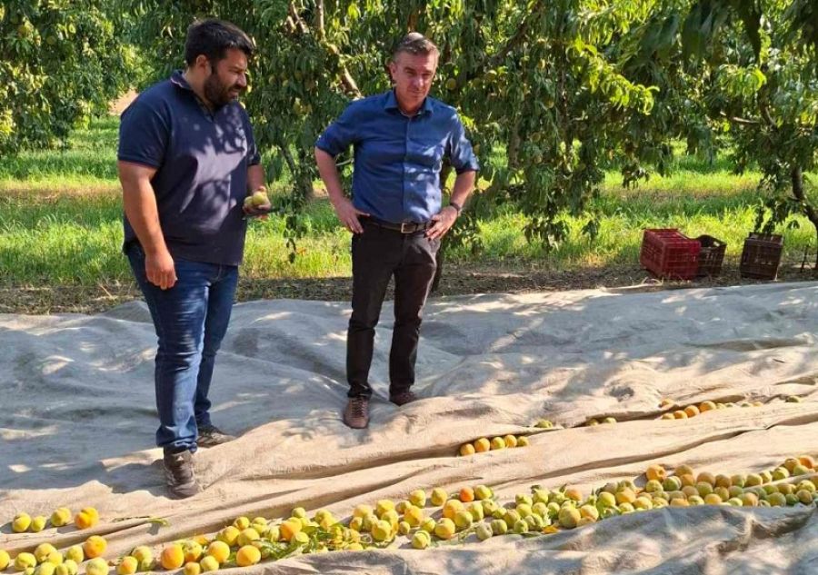 Περιφέρεια Θεσσαλίας: Αυτοψία για το φαινόμενο παραμόρφωσης ροδάκινων