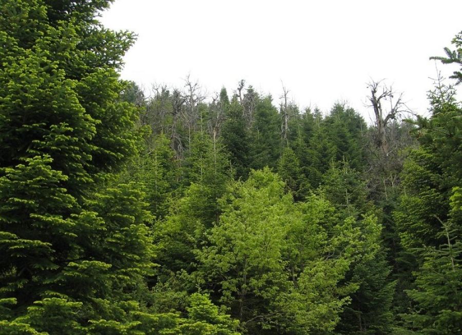 Απόφαση απαγόρευσης κυκλοφορίας σε δασικές περιοχές της Π.Ε. Καρδίτσας για την Παρασκευή 21 Ιουλίου