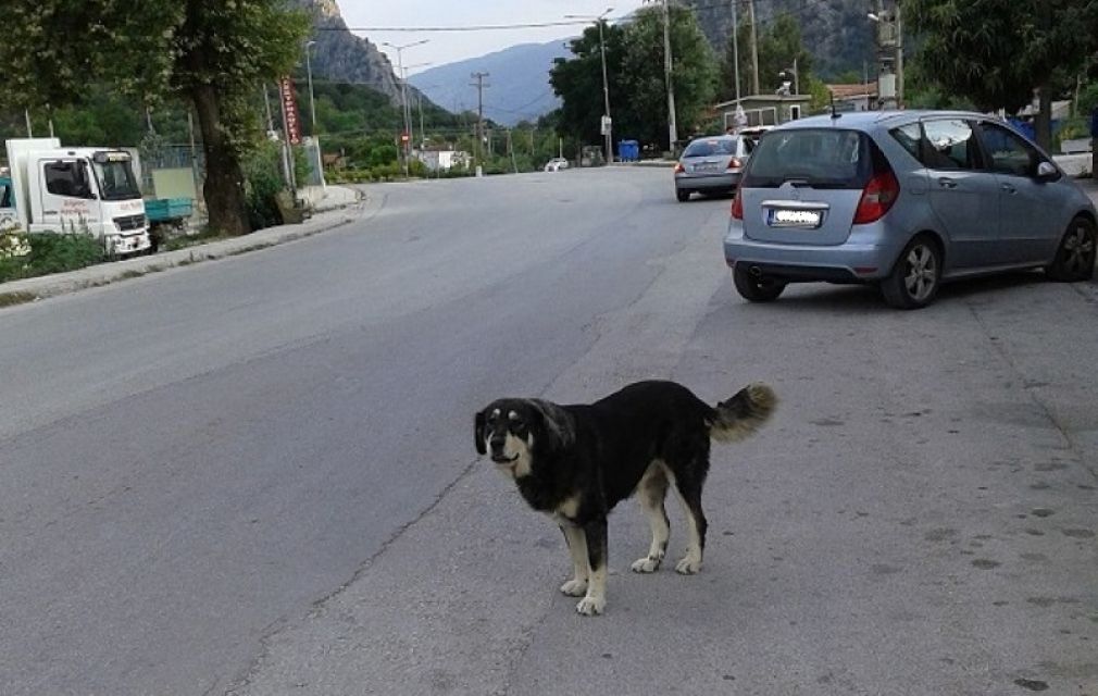 Ημερίδα για τα αδέσποτα - δεσποζόμενα ζώα συντροφιάς στο Μουζάκι