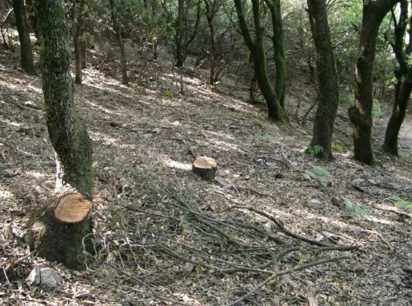 Τραυματισμός υλοτόμου από πτώση δέντρου - Επιχείρηση στο Καράβωμα