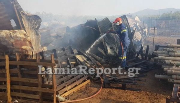 Φθιώτιδα: Στάχτη έγινε ποιμνιοστάσιο το απόγευμα της Κυριακής (27/6)