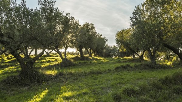 Κρήτη: Μυστήριο με τον θάνατο 20χρονου στη Μεσαρά