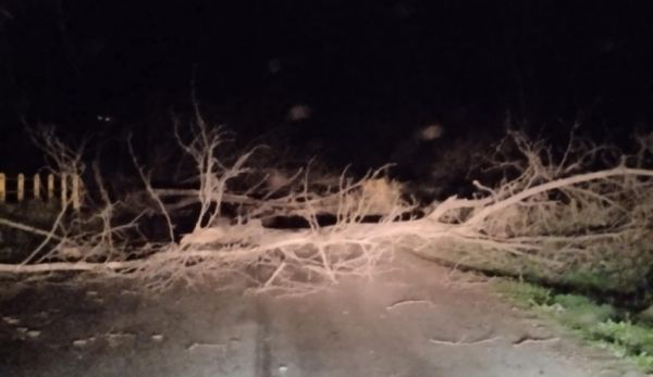 Πτώσεις δέντρων και πολλές άλλες ζημιές από το δυνατό αέρα στο Δήμο Πύλης