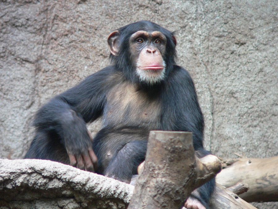 Κολομβία: Νεκροί από αστυνομικά πυρά δύο χιμπαντζήδες που δραπέτευσαν από ζωολογικό κήπο