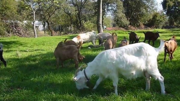 Πανώλη αιγοπροβάτων: Διευκρινίσεις από το ΥΠΑΑΤ σχετικά με τη διακίνηση ζωοτροφών φυτικής προέλευσης εντός των ζωνών προστασίας/ επιτήρησης