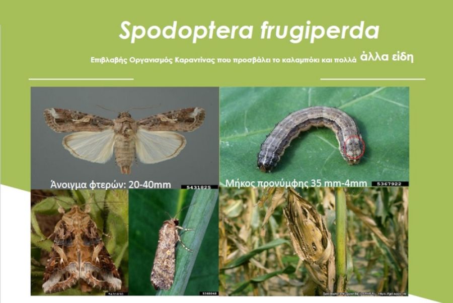 Λάρισα: Ενημερωτική εκδήλωση την Πέμπτη (13/6) για επιβλαβή οργανισμό καραντίνας Spodoptera frugiperda