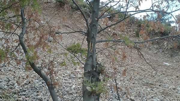 Προετοιμάζεται εθνικό σχέδιο δράσης για τον περιορισμό του μεταχρωματικού έλκους του πλατάνου