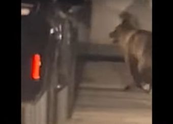 Αναστάτωση στο Άργος Ορεστικό από αρκούδα που εγκλωβίστηκε στο κέντρο της πόλης (+Βίντεο)