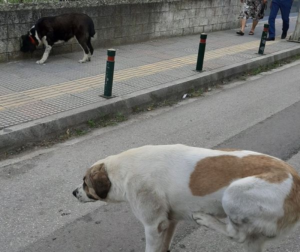 Δήμος Μουζακίου: Συγκροτήθηκε η Επιτροπή για τη διαχείριση των αδέσποτων ζώων