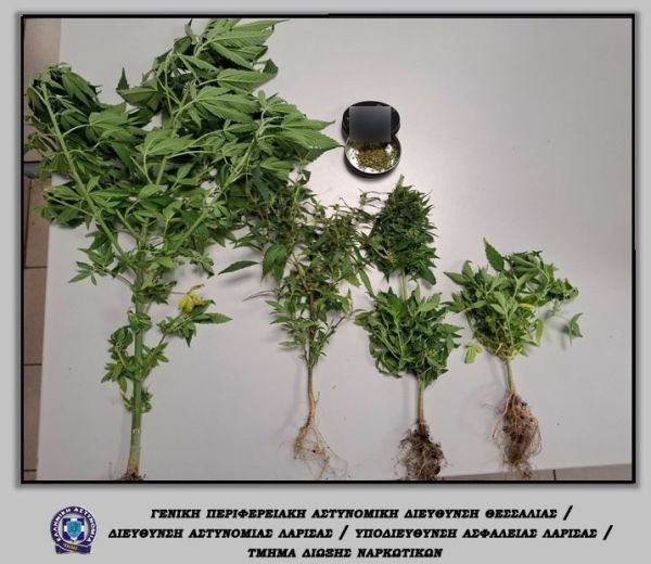 9 συλλήψεις για ναρκωτικά στη Θεσσαλία το χρονικό διάστημα 8-12 Ιουνίου - 2 στην Καρδίτσα