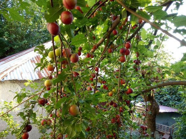 Δημ. Παπακώστας: &quot;Βραγκιανά Αχελώου: Η Φύση καρποφορεί! Η τοπική εξουσία... αργεί!&quot;