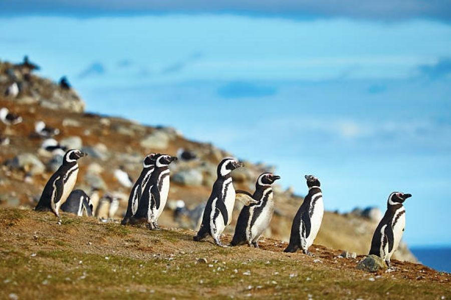 Σχεδόν δυο χιλιάδες πιγκουίνοι εντοπίστηκαν νεκροί σε 10 ημέρες στην Ουρουγουάη
